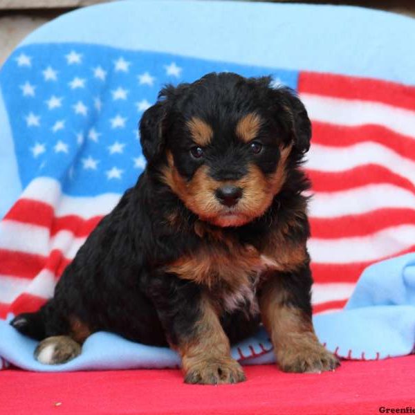 Jimmy, Bernedoodle-Miniature Puppy