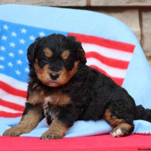 Jimmy, Bernedoodle-Miniature Puppy