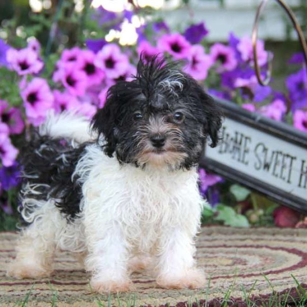 Jingle, Havanese Puppy