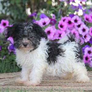 Jingle, Havanese Puppy