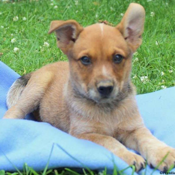 Jingles-Red Heeler, Blue Heeler – Australian Cattle Dog Puppy