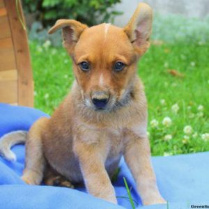 Jingles-Red Heeler, Blue Heeler – Australian Cattle Dog Puppy