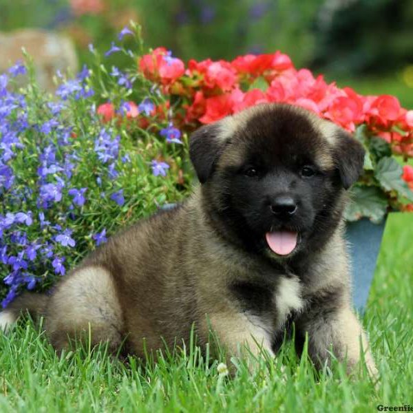 Jingles, Akita Puppy