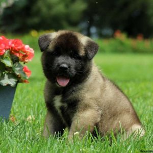 Jingles, Akita Puppy