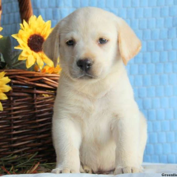 Jingo, Labby Dabby Doo Puppy