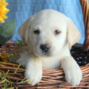 Jingo, Labby Dabby Doo Puppy