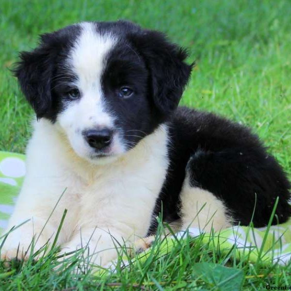 Jock, Border Collie Puppy