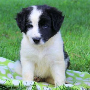 Jock, Border Collie Puppy