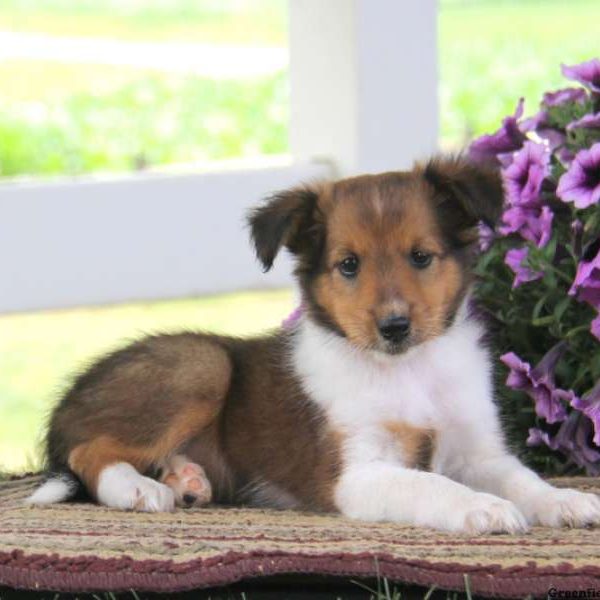 Jodie, Shetland Sheepdog Puppy