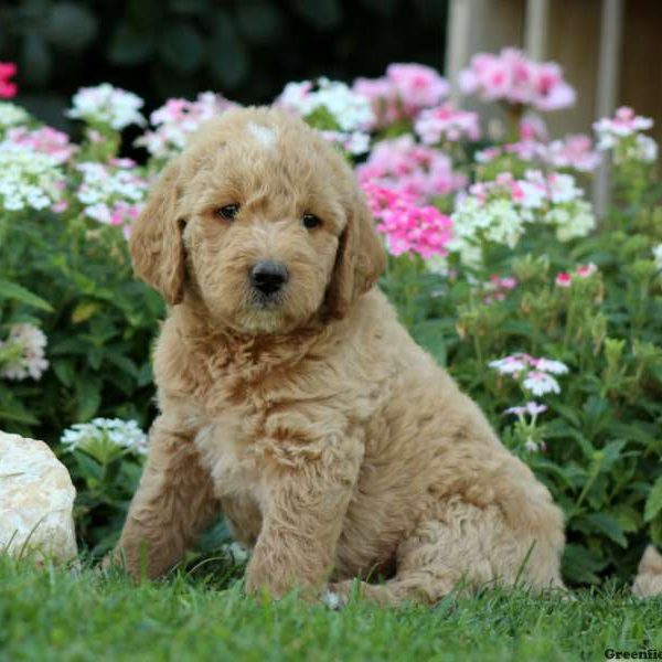 Joel, Labradoodle-Miniature Puppy