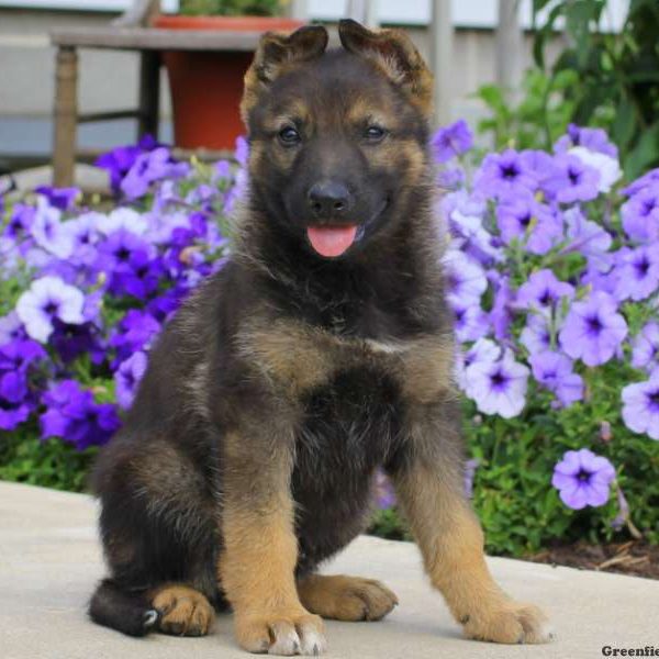 Joel, German Shepherd Puppy