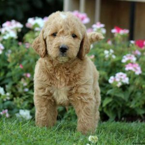 Joel, Labradoodle-Miniature Puppy