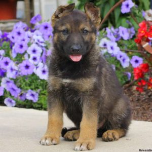 Joel, German Shepherd Puppy