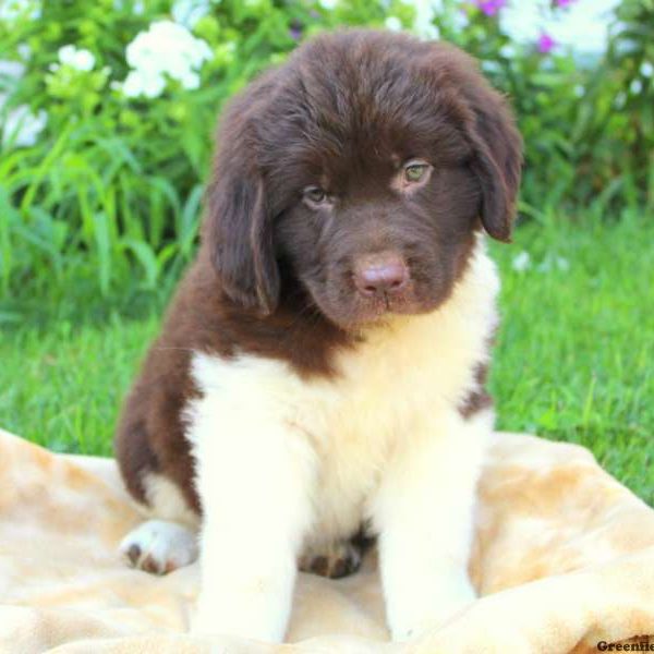 Joey, Newfoundland Puppy