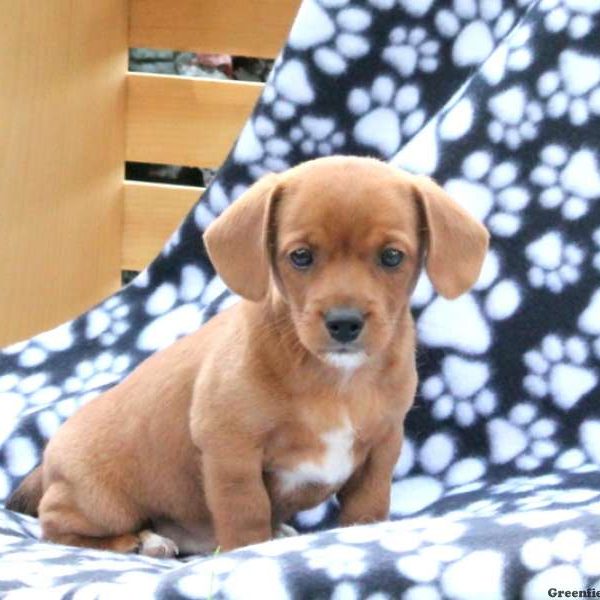 Joey, Jack Russell Mix Puppy