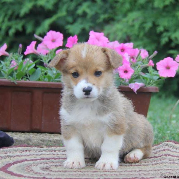 Joey, Pembroke Welsh Corgi Puppy