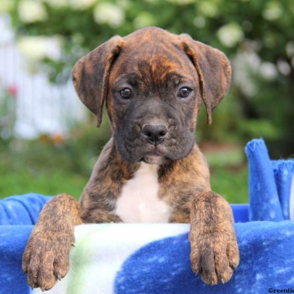 Joey, Boxer Puppy