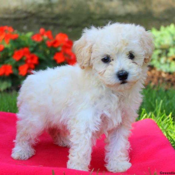 Joey, Toy Poodle Puppy