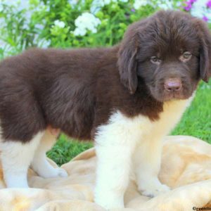 Joey, Newfoundland Puppy