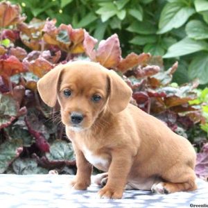 Joey, Jack Russell Mix Puppy