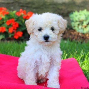 Joey, Toy Poodle Puppy