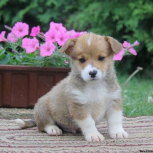 Joey, Pembroke Welsh Corgi Puppy