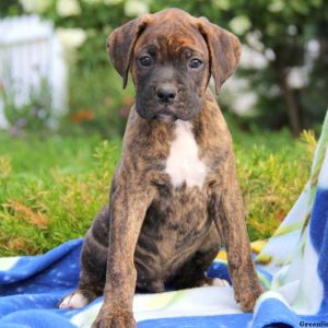 Joey, Boxer Puppy