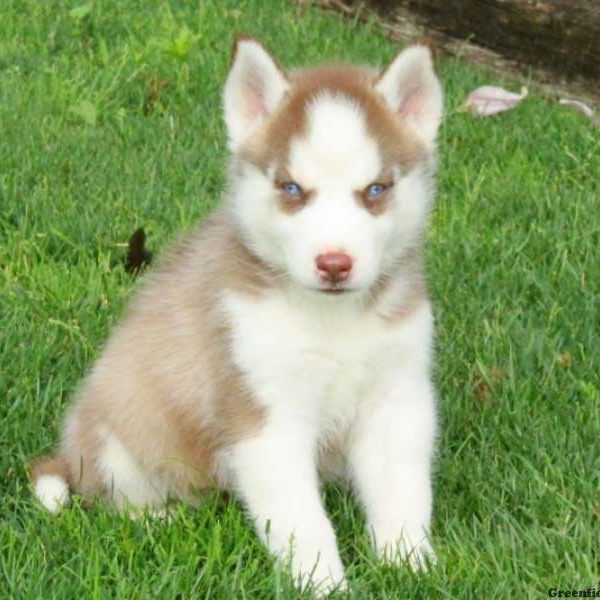 Johnny, Siberian Husky Puppy