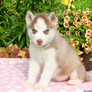 Johnny, Siberian Husky Puppy