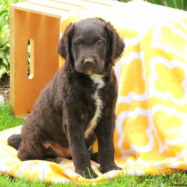 Joker, Labradoodle Puppy