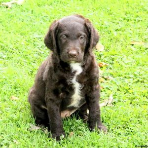 Joker, Labradoodle Puppy