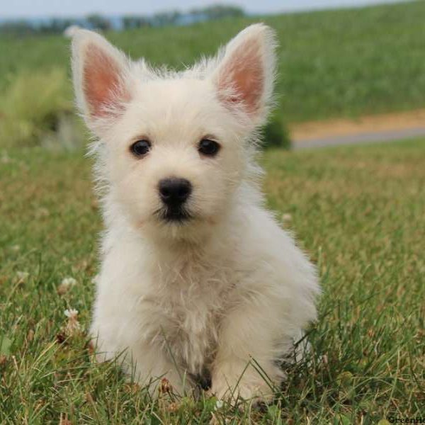 Jonathan, West Highland Terrier Puppy