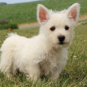 Jonathan, West Highland Terrier Puppy