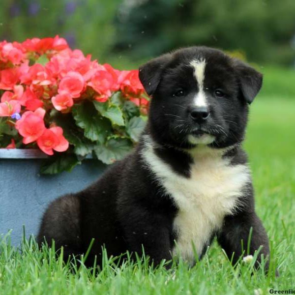 Joplin, Akita Puppy