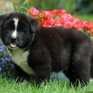 Joplin, Akita Puppy