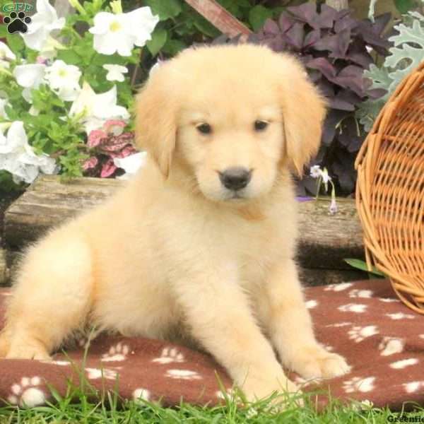 test, Golden Retriever Puppy