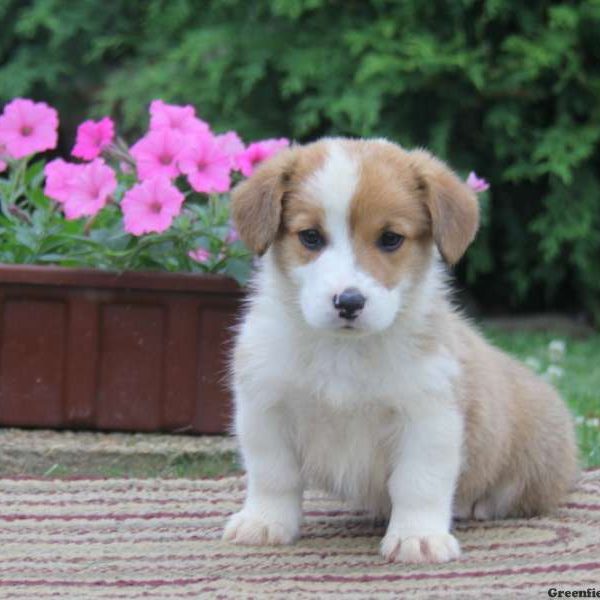 Jordan, Pembroke Welsh Corgi Puppy