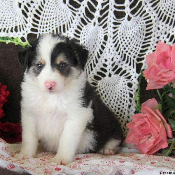 Jordan, Border Collie Puppy