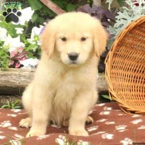 Jordan, Golden Retriever Puppy