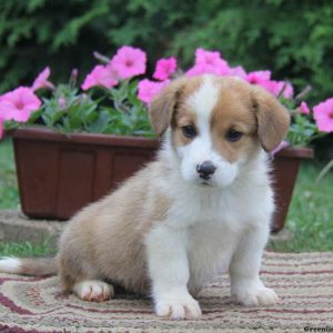 Jordan, Pembroke Welsh Corgi Puppy