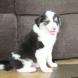 Jordan, Border Collie Puppy