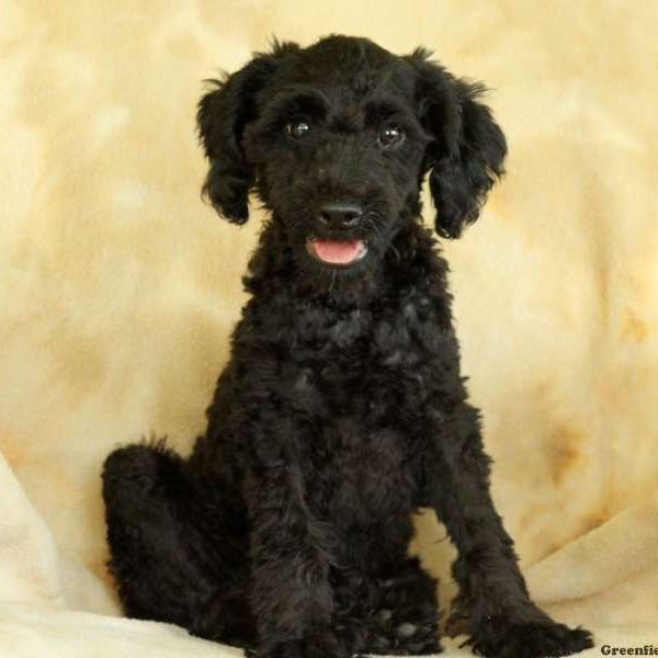 Jordy, Miniature Poodle Puppy