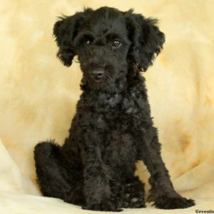 Jordy, Miniature Poodle Puppy