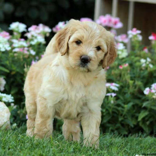 Jory, Labradoodle-Miniature Puppy