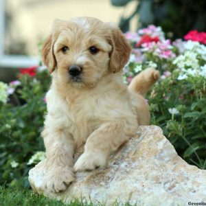 Jory, Labradoodle-Miniature Puppy