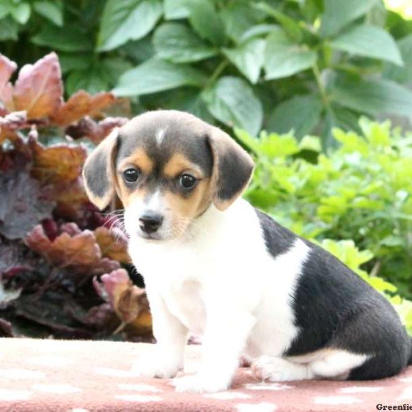 Josephine, Jack Russell Mix Puppy