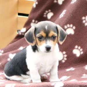 Josephine, Jack Russell Mix Puppy