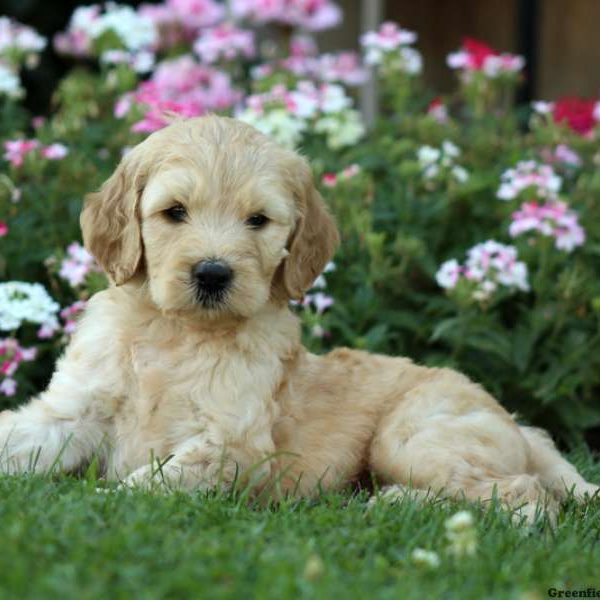 Josh, Labradoodle-Miniature Puppy