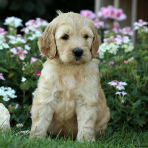 Josh, Labradoodle-Miniature Puppy