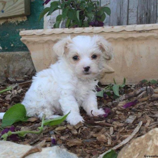 Josiah, Morkie / Yorktese Puppy